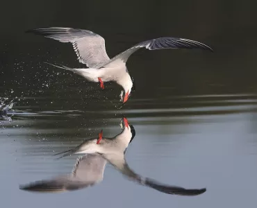 Common tern