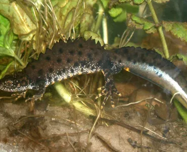 Great crested newt