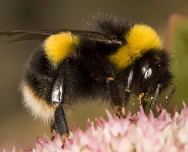 A bumblebee