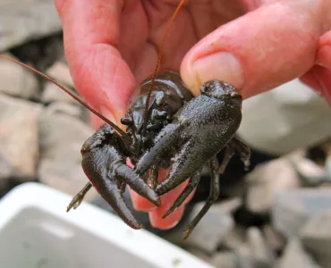 White-clawed crayfish