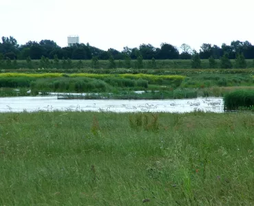 Needingworth reed beds