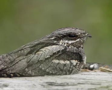 Nightjar