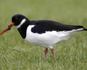 Oystercatcher