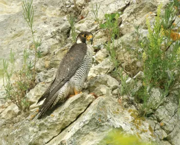 Peregrine falcon (c) Jon Hawkins, Surrey Hills Photography