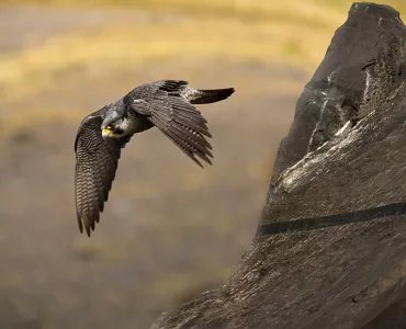 Peregrine falcon at undisclosed northern quarry. Photo: Michael Cardus