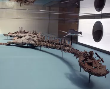 Plesiosaur skeleton