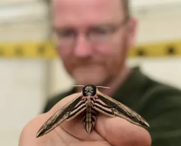 Privet hawk-moth