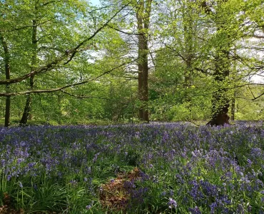 Queen’s Green Canopy