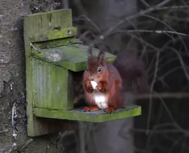 Red squirrel