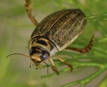 Rhantun Frontalis beetle