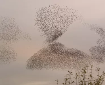 Starling murmuration