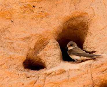 Sand martin