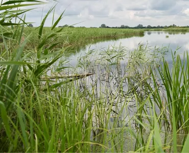 RSPB Ouse Fen