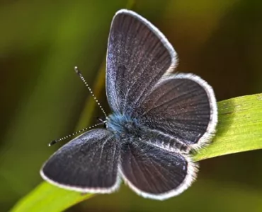 Small Blue