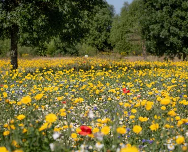 Wildflower meadow