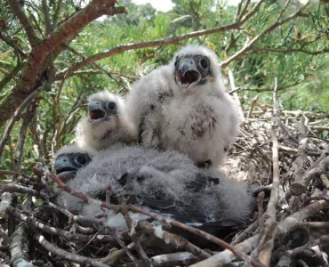 Hobby chicks