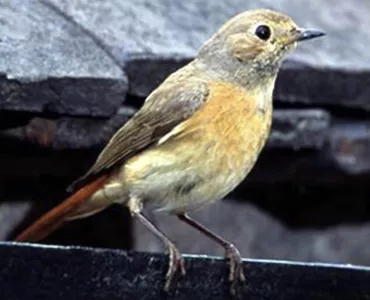 Redstart bird