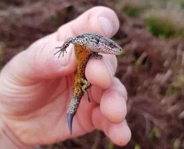 Common lizard