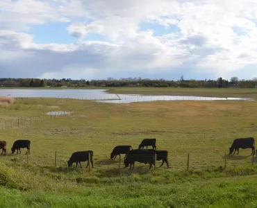 Tice's Meadow re-wilding. Photo: Shaun Ferguson