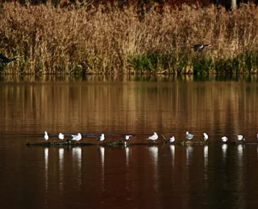 Tucklesholme Quarry