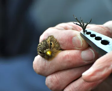 Twite. Photo: Tim Melling