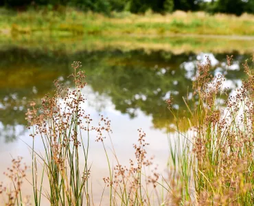 Nature recovery