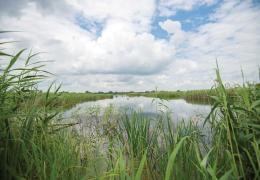 RSPB Ouse Fen