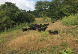 Hebridean sheep at Ladd’s Farm, near Snodland, in Kent