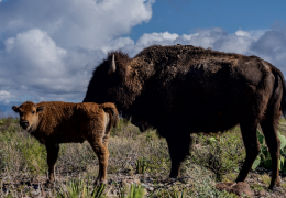 One of the first 100% native bison calves at the El Carmen Nature Reserve