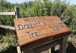 Tarmac-owned Panshanger Park has been named a dragfly hotspot by the British Dragonfly Society