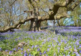 Panshanger Park, in Hertfordshire, has been identified as one of the most important habitats for saproxylic Coleoptera beetles in the UK, including two species that have never before been recorded in the county