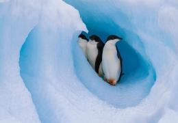 The milestone 30th edition of Cemex’s celebrated Nature Book series emphasizes the urgent need to protect polar regions and mitigate climate change