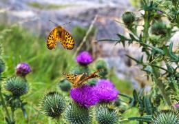 Michael Cardus, a contractor with Tarmac, won 1st prize for this shot of dark green fritillary butterflies feeding on a thistle at Arcow Quarry, near Settle, North Yorkshire