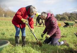 Woodland planting at Panshanger Park