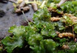 Rare species, most notably the Weedy Frillwort, has recently been discovered at Tarmac’s Sandy Heath Quarry in Bedfordshire 