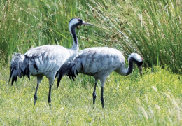 Cranes