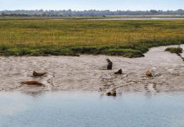 Seals on the shoreline at Bramble Island