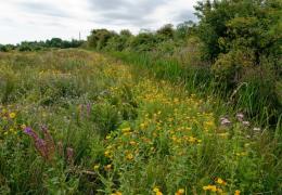 Holborough Marshes