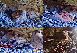 Kestrel Cam