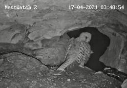 Kestrel Cam