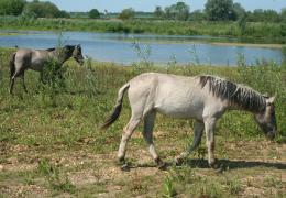 Konik ponies