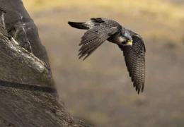 Biodiversity Strategy