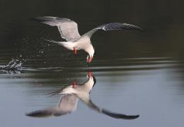 Common tern