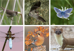 Quarries & Nature 2021