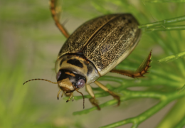 Rhantun Frontalis beetle