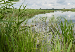 RSPB Ouse Fen