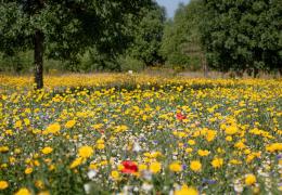 Wildflower meadow