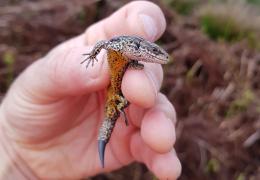 Common lizard