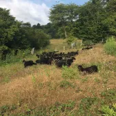 Hebridean sheep at Ladd’s Farm, near Snodland, in Kent