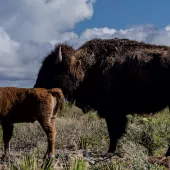 One of the first 100% native bison calves at the El Carmen Nature Reserve
